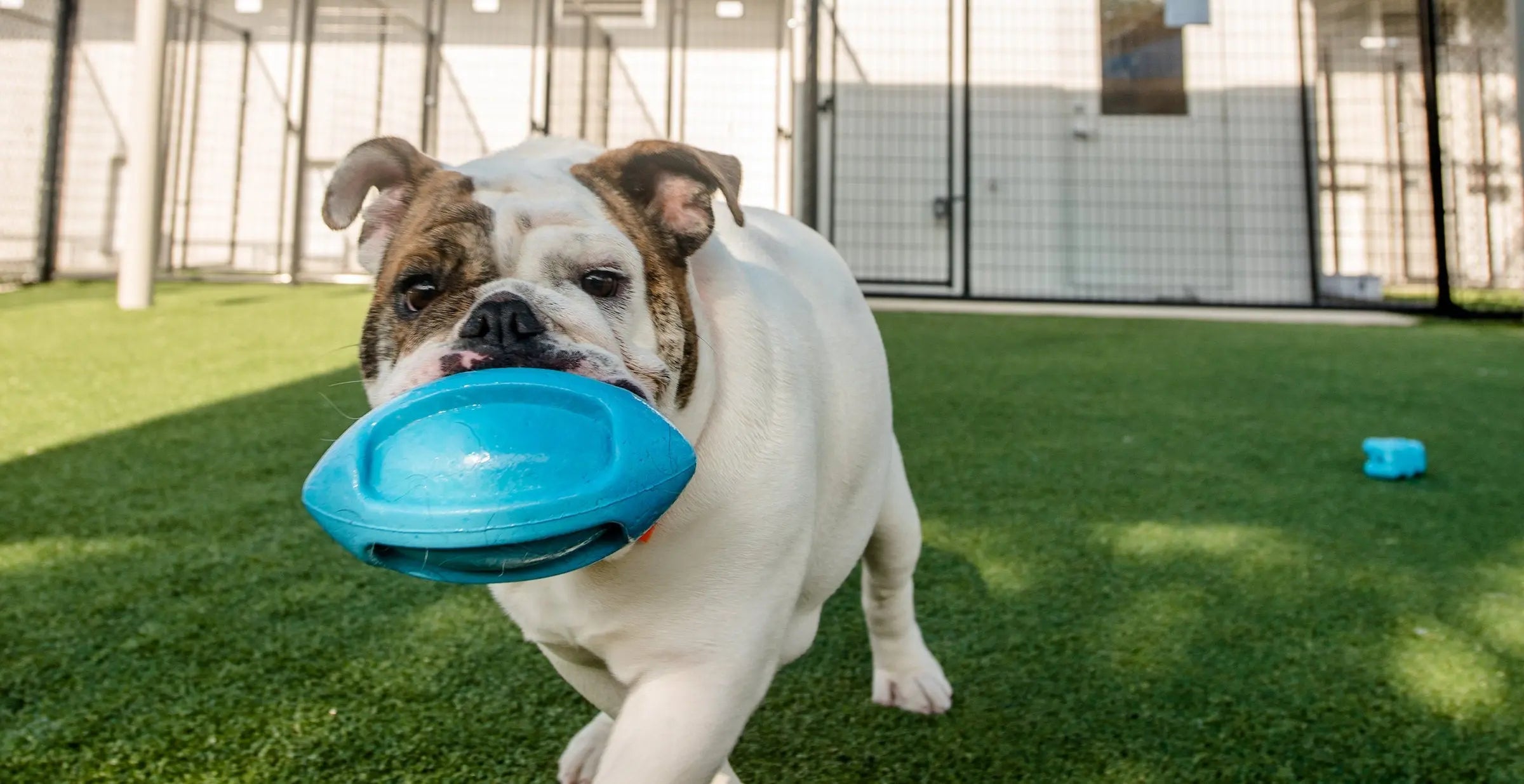 Dog-Playground-Equipment Playgrounds Etc